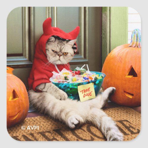 🎃🐾 Spooky Stitches + Knitty Kitties for Halloween!