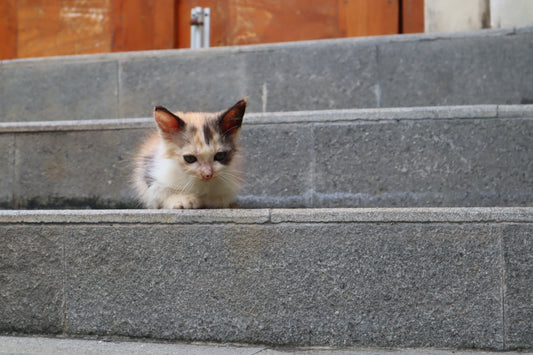 About Our Charity -The K4 Project