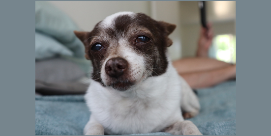 Introducing The K4 Project Animal Welfare Fund on Patreon