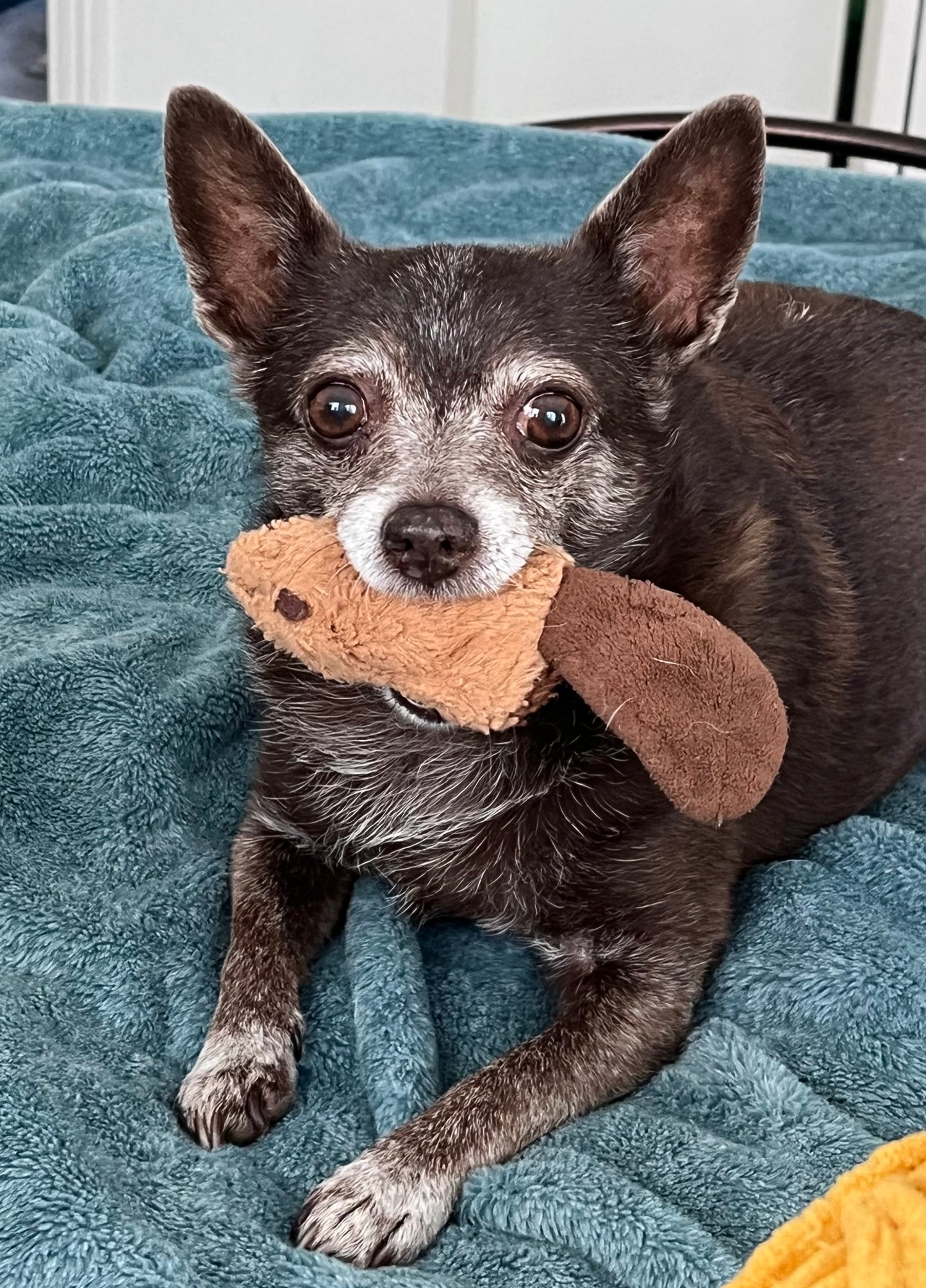 Coco's Snowflake Crochet Ornament